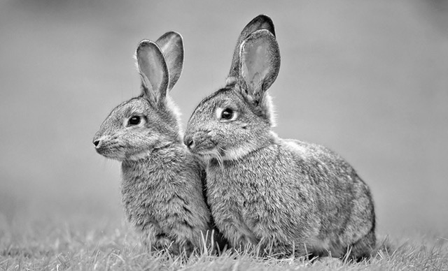 Pitfalls and Traps: Chasing Two Rabbits